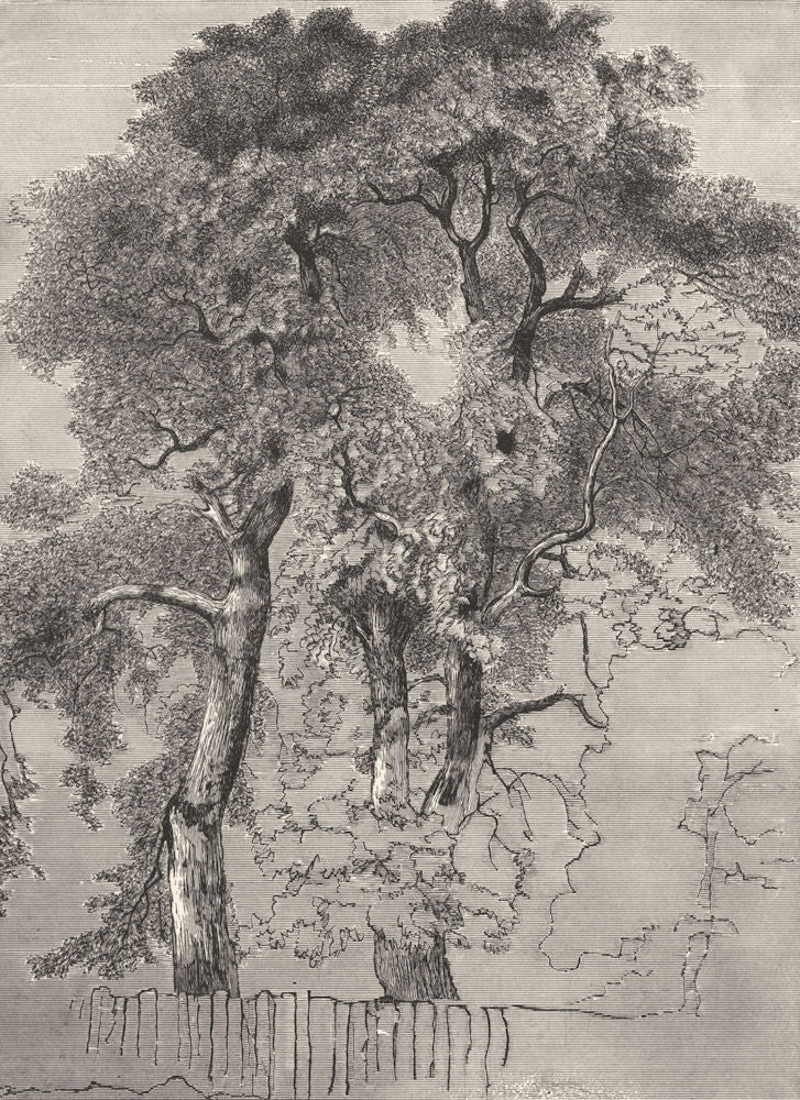 TREES. Study of Oak-trees-Landseer c1880 old antique vintage print picture